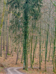 Obraz premium Waldweg im Winter