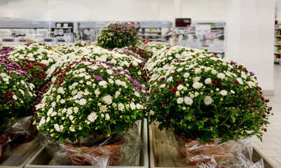 Supermarket Aisles Burst With Colorful Flowers And Rows Of Goods