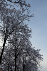 Fluffy snow on the trees