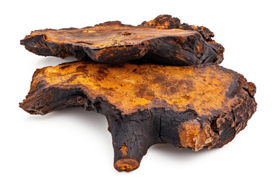 chaga healthy vitality mushroom, Inonotus obliquus, isolated on white or transparent png background
