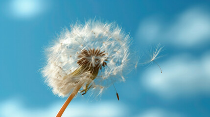 Dandelion with seeds blowing in the wind.