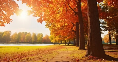 The Warmth of Sunlight Illuminating the Autumnal Trees and Leaves in a Park