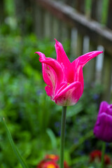 Fresh tulip flowers