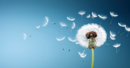 The Graceful Dance of Dandelion Seeds in the Wind