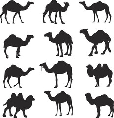 Black Camel Silhouettes Vector Art.