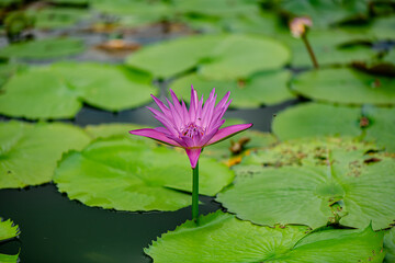 Purple Lotus Flower background in the pond