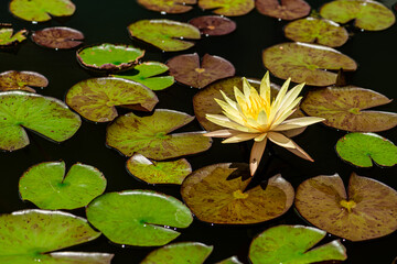 White Yellow Lotus Flower background in the pond