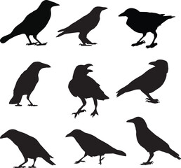 Fototapeta premium Crow Vector Art,Icons and Graphics.