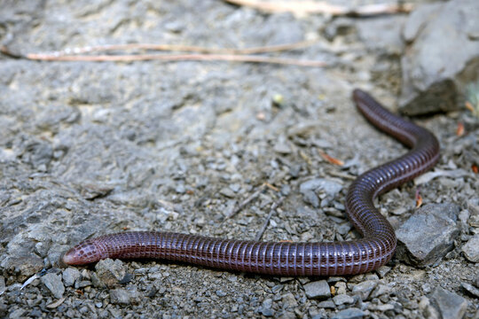 T&uuml;rkische Netzw&uuml;hle // Turkish worm lizard (Blanus strauchi) - Dadia, T&uuml;rkei