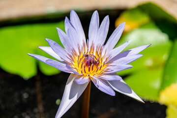 Purple Lotus Flower background in the pond