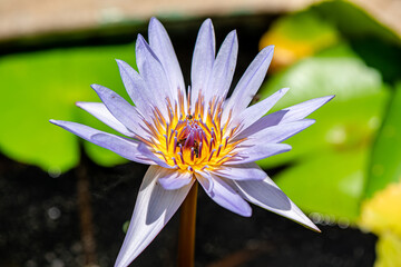 Purple Lotus Flower background in the pond