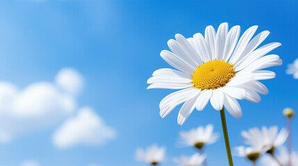 white daisies flowers on blue sky background