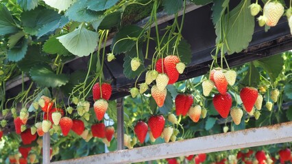 イチゴ狩りのイチゴ