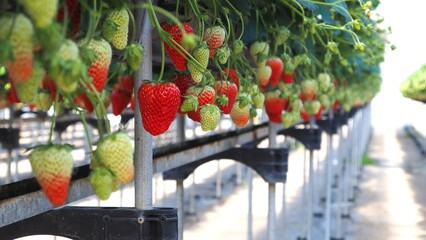 イチゴ狩りのイチゴ