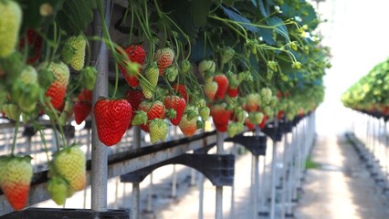 イチゴ狩りのイチゴ