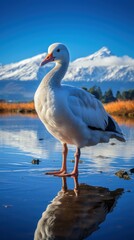 Fototapeta premium Tarn goose UHD wallpaper