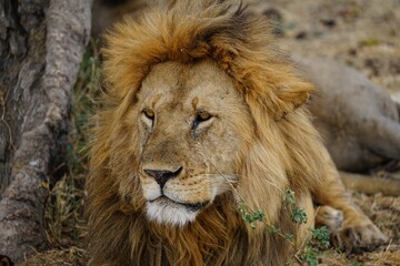 Naklejka na ściany i meble african wildlife, male lion