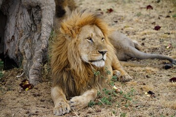 african wildlife, male lion