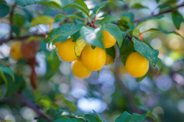 Yellow plums on a tree. Bokeh background. Summer time.