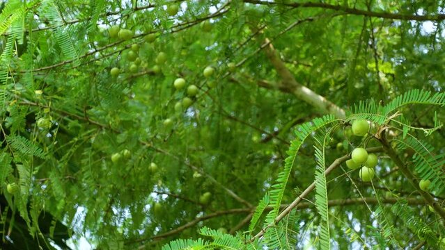 Phyllanthus emblica fruit also called Indian gooseberry hanging on a green amla tree. 