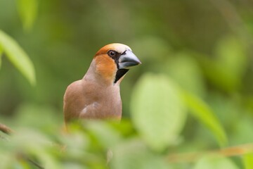 Beautuful closeup portrait of a hawfinch male. (Coccothraustes coccothraustes) Wildlife scene from nature.