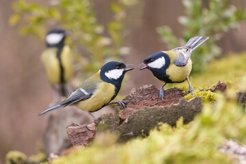 Two beautiful great tit sitting on the tree stump. Wildlife scene with two songbirds. Parus major. 