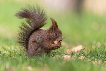 Naklejka na ściany i meble A cute european red squirrel sits in the grass and holds a nut in its paws. Sciurus vulgaris