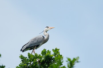 A grey heron sitting on the tree crown. Wildlife scene with a heron.  Ardea cinerea
