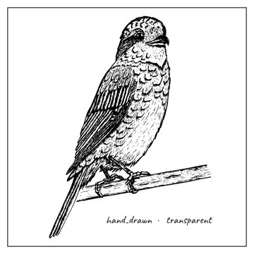 Wild bird on a branch. Vector animal illustration, hand drawn monochrome ink bird, black isolated on white background.