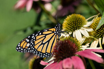Fototapeta premium monarch in Echinacea