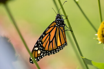 monarch on stem