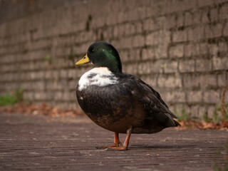 Duck sitting on the pavement before a brick wall