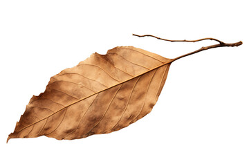dry brown dead leave isolated, Isolated on transparent PNG back, Generative ai