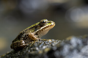 Frog sitting on a stone near the pond
