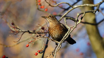 Blackbird perched in a tree eating berries