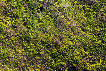 Green moss on the stone floor, green moss closeup, Beautiful background of mossy rock for wallpaper.	
