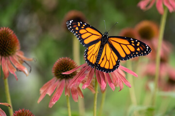 monarch on pink Coneflower