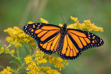 Obraz premium monarch butterfly on goldenrod