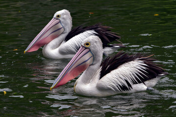 a group of Australian pelicans swimming in a pool