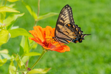 Yellow swallowtail butterfly feeding from orange zinnia flower with green background