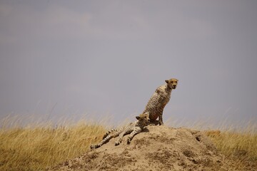 african wildlife, cheetahs resting