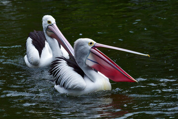 a group of Australian pelicans swimming in a pool