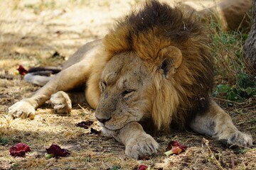 african wildlife, male lion