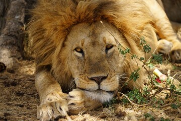 african wildlife, male lion