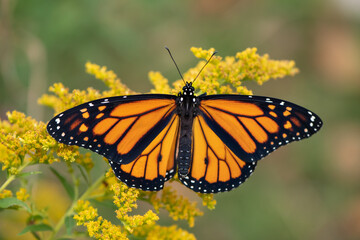 monarch butterfly on goldenrod © SarahJeanGreen