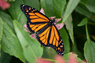 monarch butterfly on flower open wings