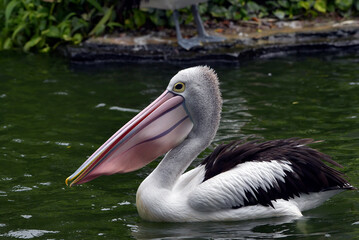a group of Australian pelicans swimming in a pool