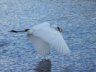 Great White Egret with a Fresh Fish Catch Gainesville Florida Paynes Prairie