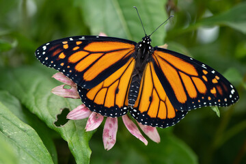 monarch butterfly on flower open wings
