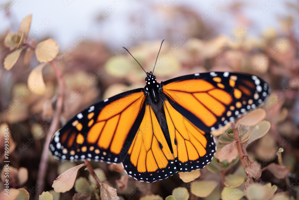 Sticker monarch butterfly on a flower